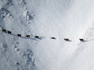 12651283_989459097787361_671744558871721092_n