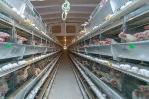 1236816_995983393810237_2594224489768208729_n