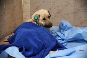 1465398_1308154242533896_4811307700217272291_n