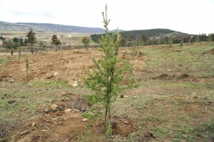 12472371_1300988039917793_1840290976014338315_n