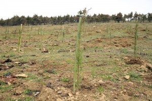 12512231_1300987796584484_5153691355286462374_n