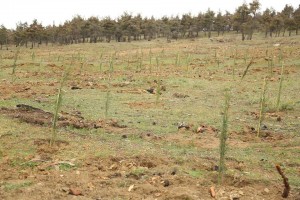 12936564_1300987699917827_4412506915460223146_n