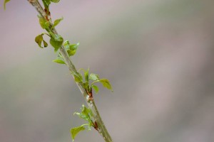 12938361_1305898606093403_8054527960965211808_n