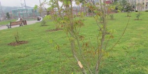 12963355_1107765239283784_2810563319317708223_n