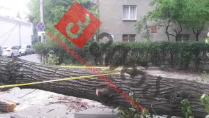 12974548_1174511279239522_724638846254203989_n