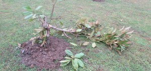 13010629_1107765159283792_7876700797547229185_n