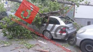 13010672_1174511559239494_8136278812102739224_n