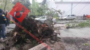 13015648_1174511489239501_8923107277187913044_n