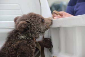 13094240_1500450219969391_4688250986915192322_n