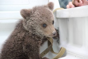 13119084_1500450223302724_2694140461978704127_n