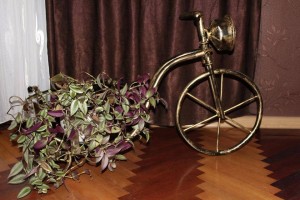 13382216_1314625301899408_2114882197_n