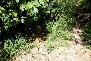 13567057_1386368484712471_7416715958370732868_n