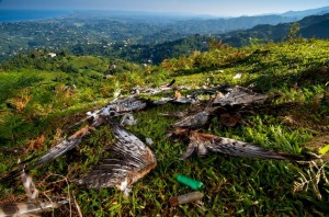 13672564_1358110454217559_1669252713_n