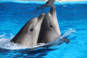 13689659_1346056932089578_623216519_n