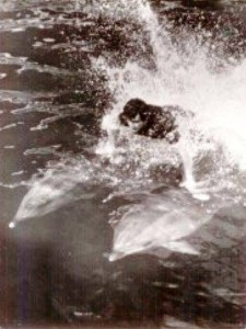 13714541_1346056918756246_1161917127_n