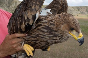 13866739_1358110457550892_1189109073_n