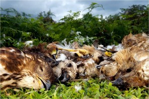 13884515_1358110447550893_316751504_n