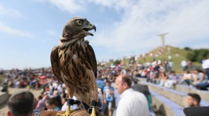 13902606_315392088805822_7283528047061831083_n