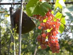 14599724_1235281756510026_328753009_o