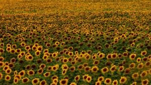 14691949_1252499978146617_7789205290098678470_o