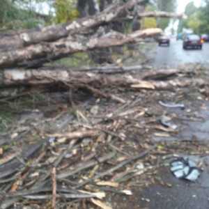 1476267263-2032-derevo-golovatogo-odessa