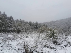 14800985_10154093090599779_1820751573_n