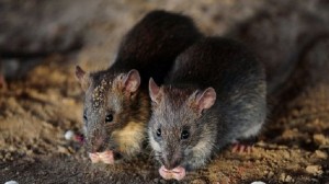 _92065138_gettyimages-482246112