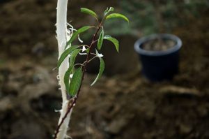 15037208_1501188169897778_4709557403045998352_n