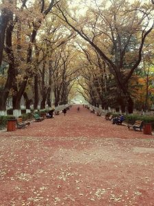 15595970_10207754579933557_435258272_o