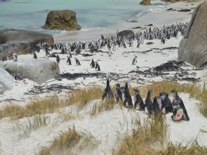 ht-penguins-04-as-161208_4x3_992