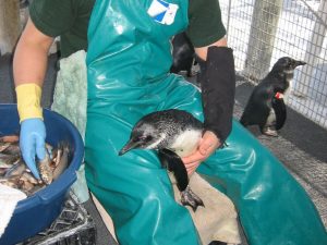 ht-penguins-06-as-161208_4x3_992