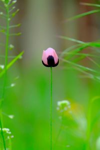 11072745_10203547208995625_4487575410406760256_o