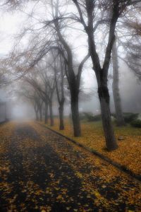 15110868_10206730371532699_2532084023049425917_o