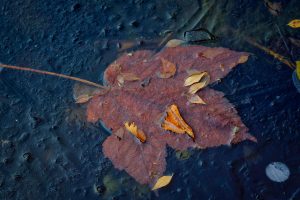 15895778_10207064801413237_2390913956176705608_o