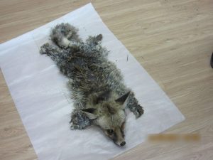 16508720_1806194029395007_2501685195323631794_n