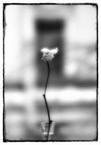 16665046_10207324577027465_1183831817051617208_o